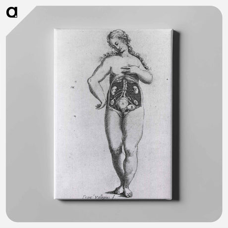 アートパネル-Nude Female Figure with Anatomical View of Urogenital System
 - 国立医学図書館 Canvas.