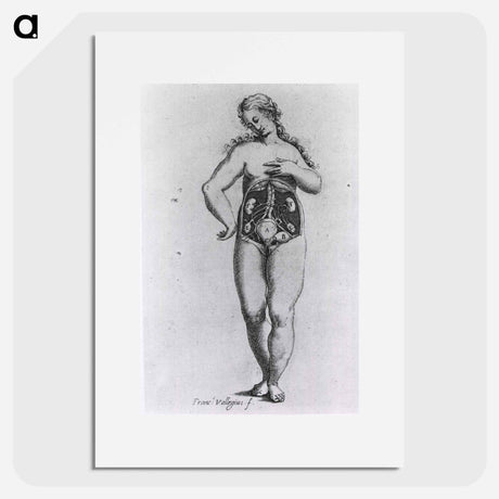 アートポスター-Nude Female Figure with Anatomical View of Urogenital System
 - 国立医学図書館 Poster.