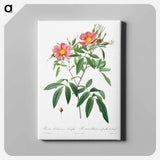 アートパネル-Rosa Hudsoniana Salicifolia - ピエール ジョゼフ ルドゥーテ Canvas.