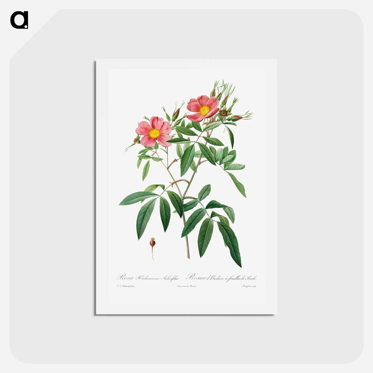 アートポストカード-Rosa Hudsoniana Salicifolia - ピエール ジョゼフ ルドゥーテ Postcard.