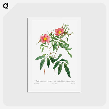 アートポストカード-Rosa Hudsoniana Salicifolia - ピエール ジョゼフ ルドゥーテ Postcard.