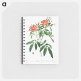 Rosa Hudsoniana Salicifolia - ピエール ジョゼフ ルドゥーテ Memo.