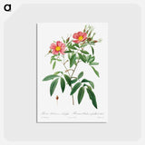 アートポストカード-Rosa Hudsoniana Salicifolia - ピエール ジョゼフ ルドゥーテ Postcard.