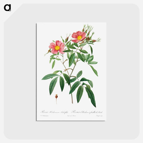 アートポストカード-Rosa Hudsoniana Salicifolia - ピエール ジョゼフ ルドゥーテ Postcard.