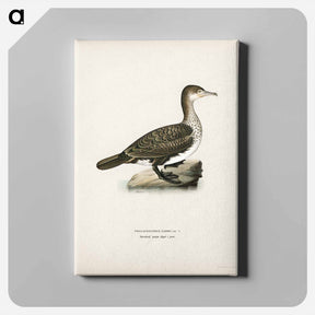 アートパネル-Great Cormorant
 - スヴェンスカ フォグラル Canvas.