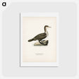 アートポストカード-Great Cormorant
 - スヴェンスカ フォグラル Postcard.