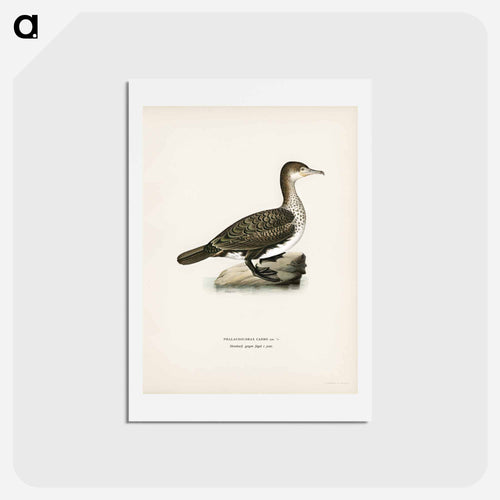 Great Cormorant
 - スヴェンスカ フォグラル Postcard.