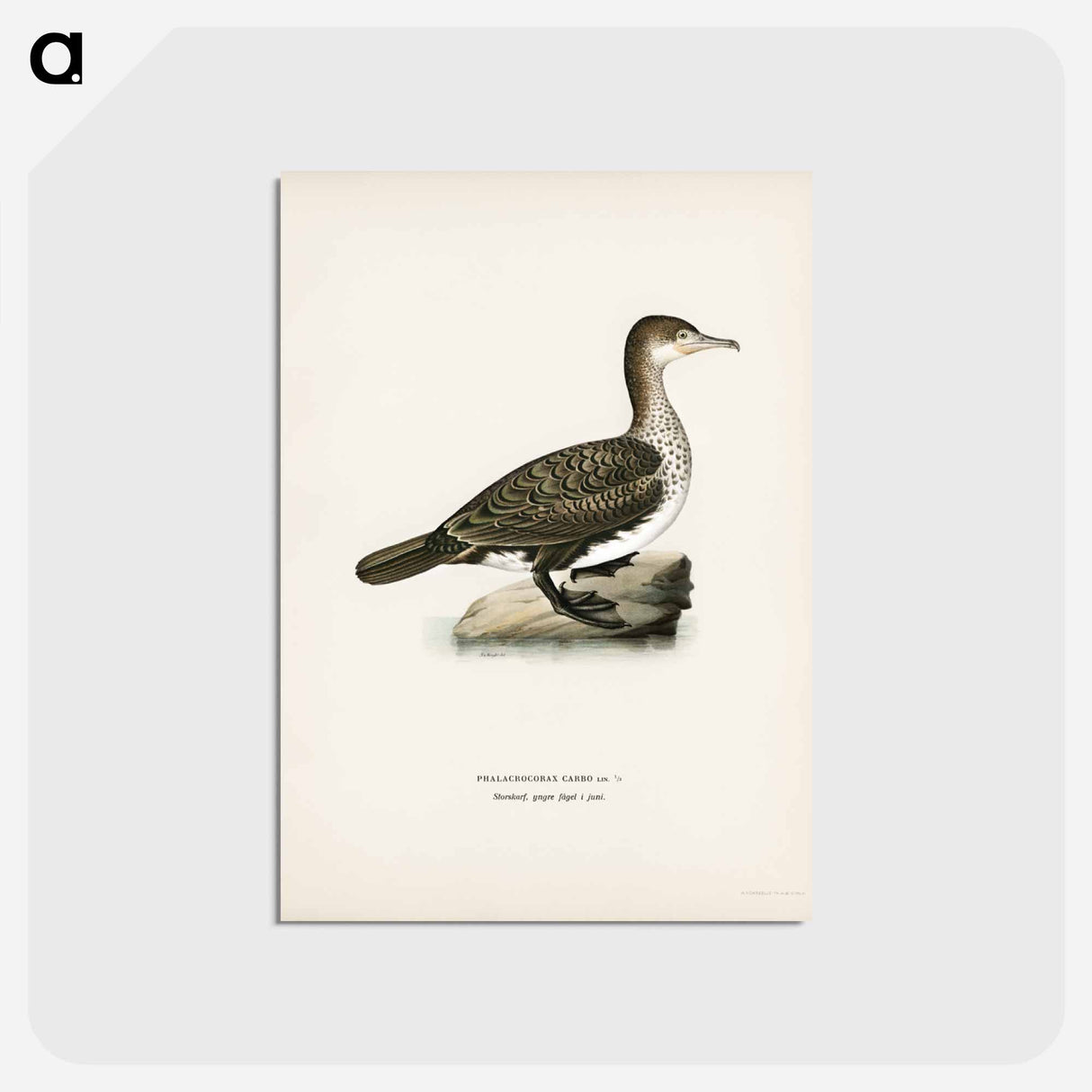 アートポストカード-Great Cormorant
 - スヴェンスカ フォグラル Postcard.