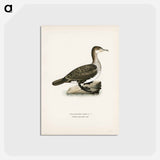 アートポストカード-Great Cormorant
 - スヴェンスカ フォグラル Postcard.