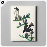 アートパネル-Olive sided Flycatcher from Birds of America
 - アメリカの鳥たち Canvas.