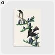 アートポストカード-Olive sided Flycatcher from Birds of America
 - アメリカの鳥たち Postcard.