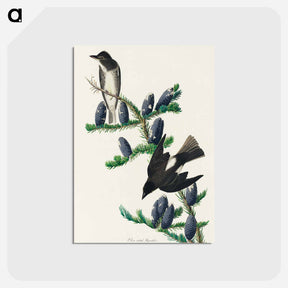 アートポストカード-Olive sided Flycatcher from Birds of America
 - アメリカの鳥たち Postcard.