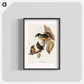 アートポスター-Noisy Pitta
 - オーストラリアの鳥 Poster.