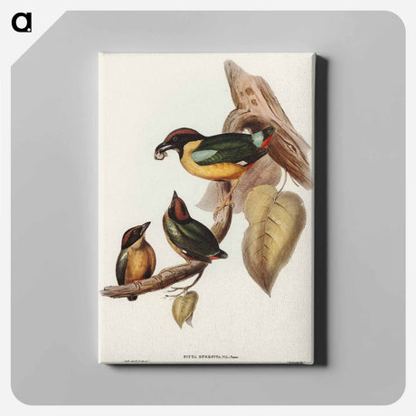 アートパネル-Noisy Pitta
 - オーストラリアの鳥 Canvas.