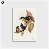 アートポストカード-Noisy Pitta
 - オーストラリアの鳥 Postcard.