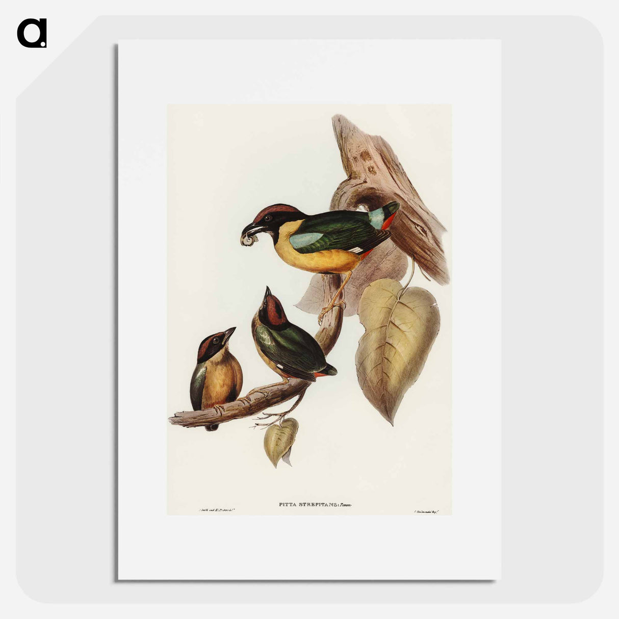 アートポスター-Noisy Pitta
 - オーストラリアの鳥 Poster.