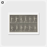 アートポストカード-Animal Locomotion, Plate 469
 - エドワード マイブリッジ Postcard.