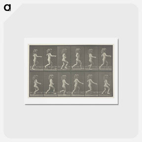 アートポストカード-Animal Locomotion, Plate 469
 - エドワード マイブリッジ Postcard.
