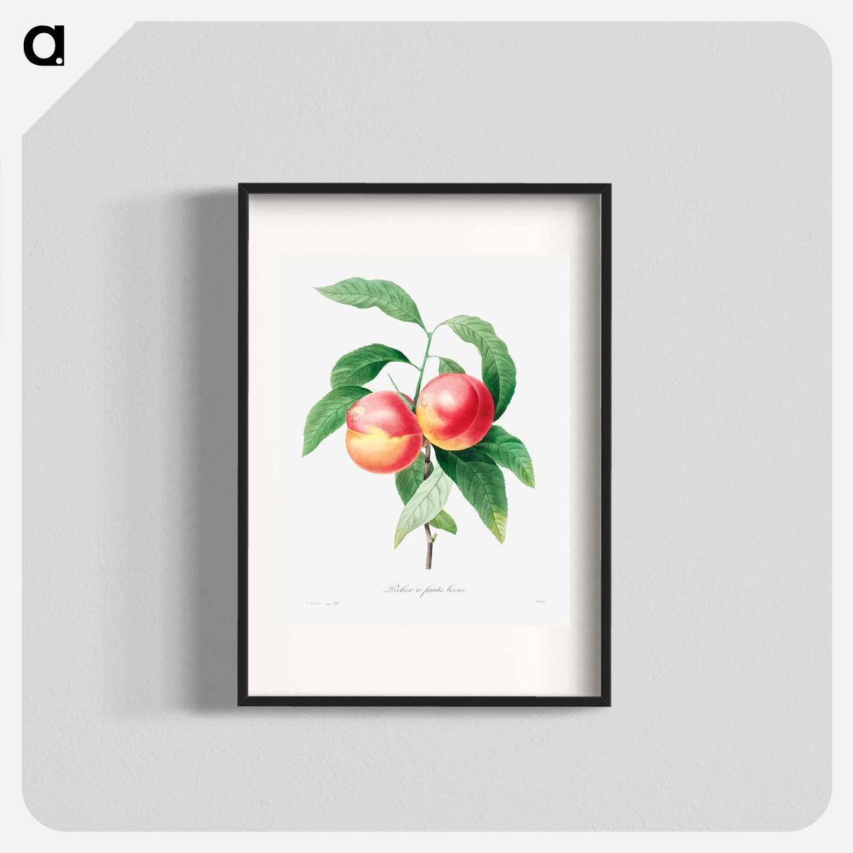 Peaches on a branch - ピエール ジョゼフ ルドゥーテ Poster.