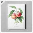 4-29_Pierre-Joseph-Redoute_canvas