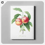 4-29_Pierre-Joseph-Redoute_canvas