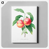 Peaches on a branch - ピエール ジョゼフ ルドゥーテ Canvas.