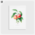 アートポストカード-Peaches on a branch - ピエール ジョゼフ ルドゥーテ Postcard.