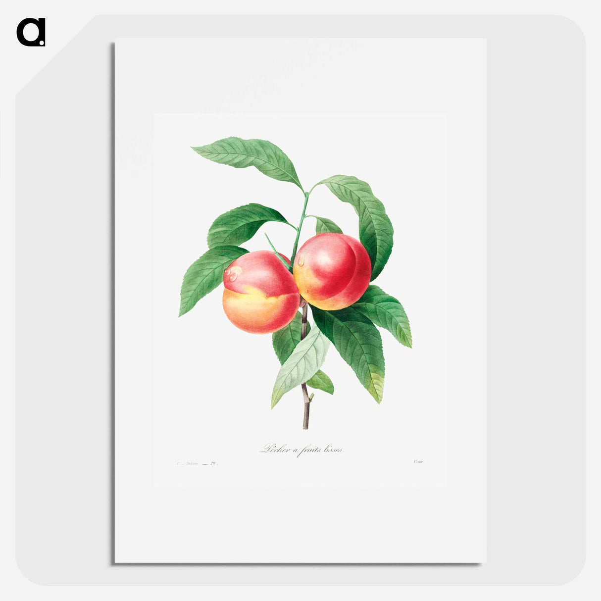 Peaches on a branch - ピエール ジョゼフ ルドゥーテ Poster.