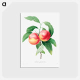 アートポストカード-Peaches on a branch - ピエール ジョゼフ ルドゥーテ Postcard.