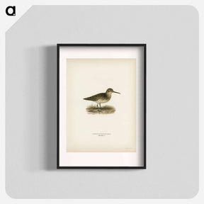 アートポスター-Broad-billed Sandpiper
 - スヴェンスカ フォグラル Poster.