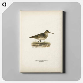 アートパネル-Broad-billed Sandpiper
 - スヴェンスカ フォグラル Canvas.