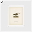 アートポストカード-Broad-billed Sandpiper
 - スヴェンスカ フォグラル Postcard.