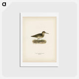 アートポストカード-Broad-billed Sandpiper
 - スヴェンスカ フォグラル Postcard.