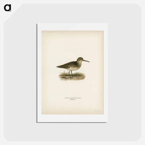 アートポストカード-Broad-billed Sandpiper
 - スヴェンスカ フォグラル Postcard.