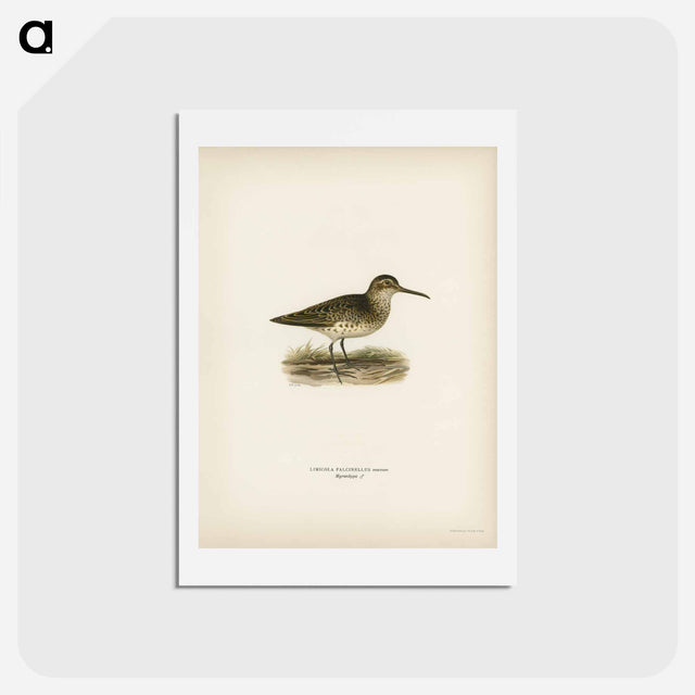 アートポストカード-Broad-billed Sandpiper
 - スヴェンスカ フォグラル Postcard.