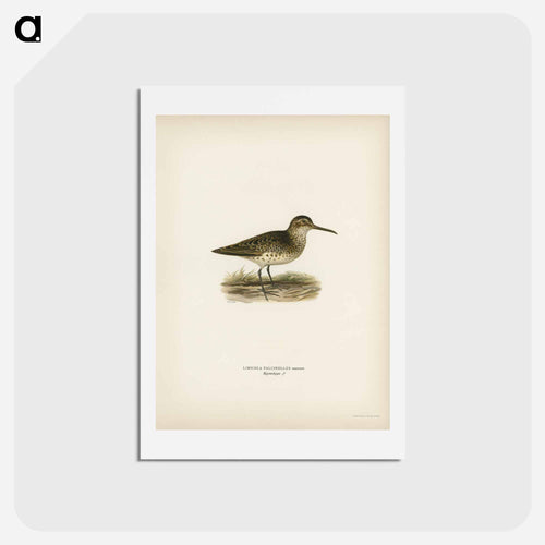 Broad-billed Sandpiper
 - スヴェンスカ フォグラル Postcard.