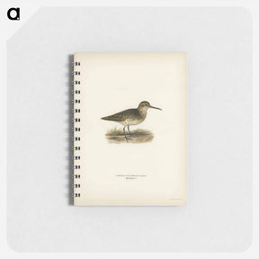 アートメモ帳-Broad-billed Sandpiper
 - スヴェンスカ フォグラル Memo.