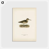 アートポストカード-Broad-billed Sandpiper
 - スヴェンスカ フォグラル Postcard.