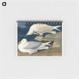 アートメモ帳-White-winged silvery Gull from Birds of America
 - アメリカの鳥たち Memo.