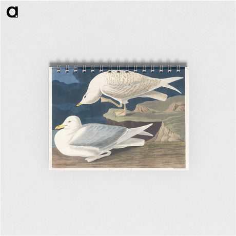 アートメモ帳-White-winged silvery Gull from Birds of America
 - アメリカの鳥たち Memo.
