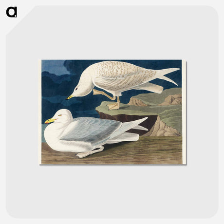 アートポストカード-White-winged silvery Gull from Birds of America
 - アメリカの鳥たち Postcard.