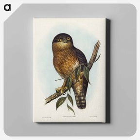 アートパネル-Rufous Owl
 - オーストラリアの鳥 Canvas.