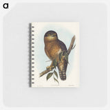 アートメモ帳-Rufous Owl
 - オーストラリアの鳥 Memo.