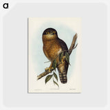 アートポストカード-Rufous Owl
 - オーストラリアの鳥 Postcard.