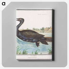 アートパネル-Cormorant - アンセルムス ボエティウス デ ブート Canvas.