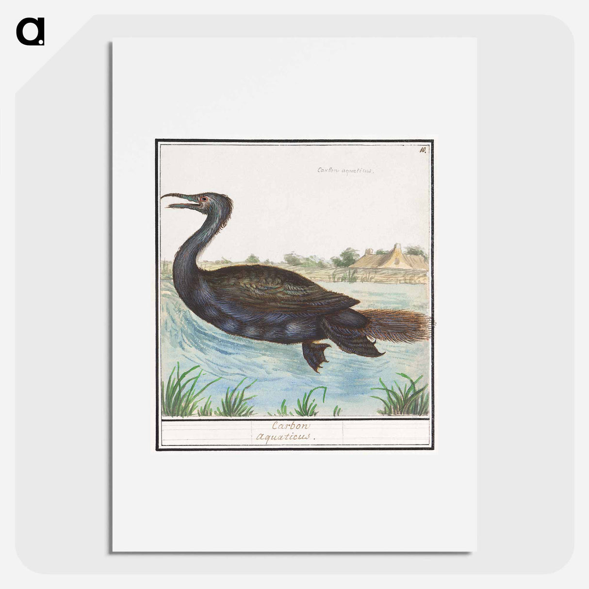 Cormorant - アンセルムス ボエティウス デ ブート Poster.