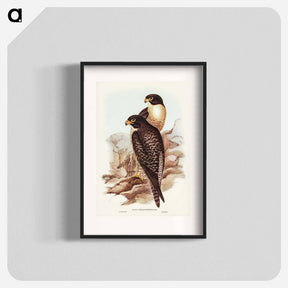 アートポスター-Black-cheeked Falcon
 - ジョン グールド Poster.