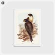 アートポストカード-Black-cheeked Falcon
 - ジョン グールド Postcard.