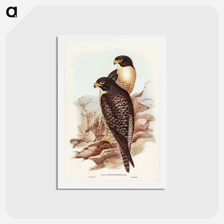 アートポストカード-Black-cheeked Falcon
 - ジョン グールド Postcard.
