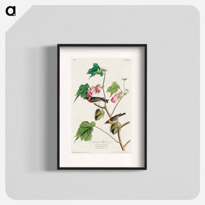 アートポスター-Bay-breasted Warbler
 - ジョン ジェームス オーデュボン Poster.